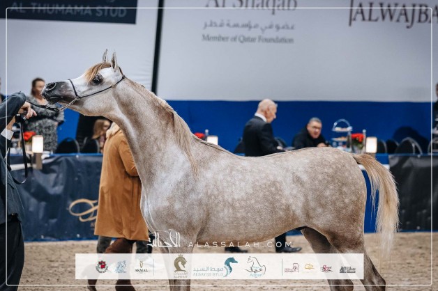 النتائج النهائية بالصور لبطولة كأس كل الأمم للخيل العربية 2025