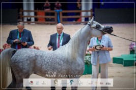 نتائج اليوم الأول للبطولة الدولية للخيول العربية بالجديدة – المغرب 2025