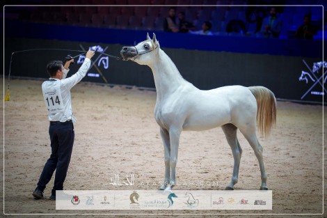 النتائج النهائية بالصور للبطولة الدولية للخيول العربية بالجديدة – المغرب 2025 