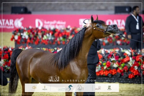 صور مقتطفة لليوم الأول من بطولة العالم 2025 ابطال جولة الجياد