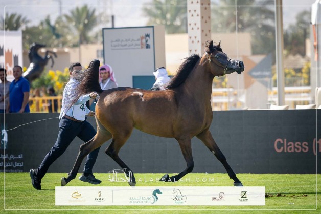 صور مقتطفة لليوم الأول من العرض الدولي الثامن للخيل العربية الأصيلة 2025