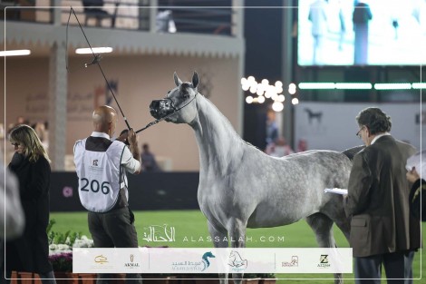 صور مقتطفة لليوم الثاني من العرض الدولي الثامن للخيل العربية الأصيلة 2025