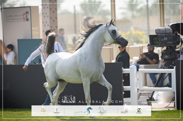 صور مقتطفة لليوم الرابع من العرض الدولي الثامن للخيل العربية الأصيلة 2025.