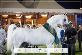 النتائج النهائية بالصور للعرض الدولي الثامن للخيل العربية الأصيلة 2025