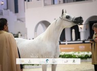 نتائج اليوم الثالث لجولة الجياد العربية ابوظبي 2026