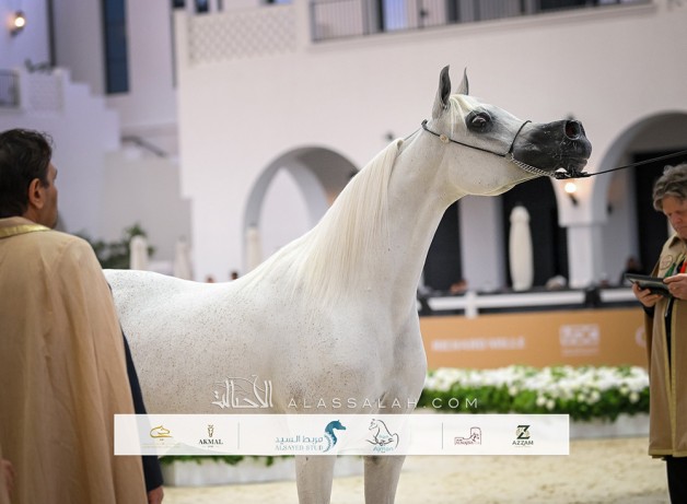 نتائج اليوم الثالث لجولة الجياد العربية ابوظبي 2026