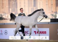 نتائج اليوم الأول لبطولة الخيل الجزيرية العربية الأصيلة بمهرجان كتارا الدولي