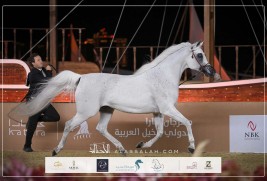 نتائج اليوم الثاني لبطولة الخيل الجزيرية الأصيلة 2026 مهرجان كتارا الدولي