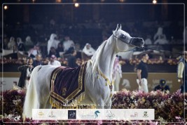 النتائج النهائية بالصور لبطولة الخيل الجزيرية الأصيلة 2026 بمهرجان كتارا الدولي
