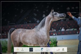 نتائج اليوم الأول لبطولة ابوظبي الدولية “تايتل شو” 2026