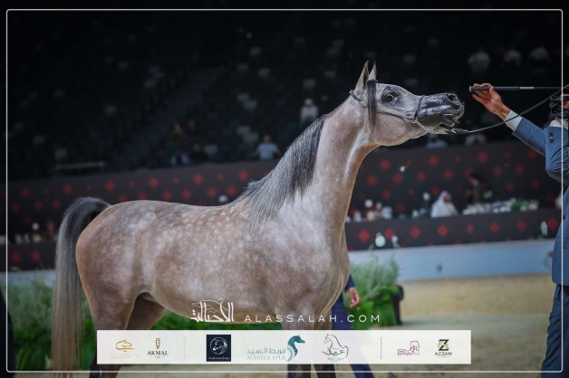 نتائج اليوم الأول لبطولة ابوظبي الدولية “تايتل شو” 2026