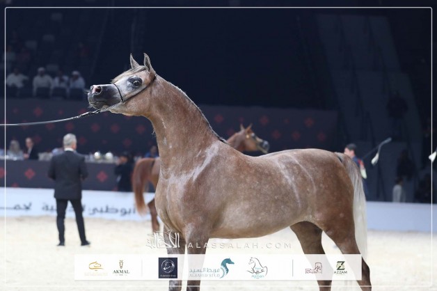 النتائج النهائية بالصور لبطولة ابوظبي الدولية “تايتل شو” 2026