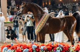 جولة الجياد العربية تعود إلى مسقط مجدداً .. حدث عالمي يجمع الأصاله و الفخامه