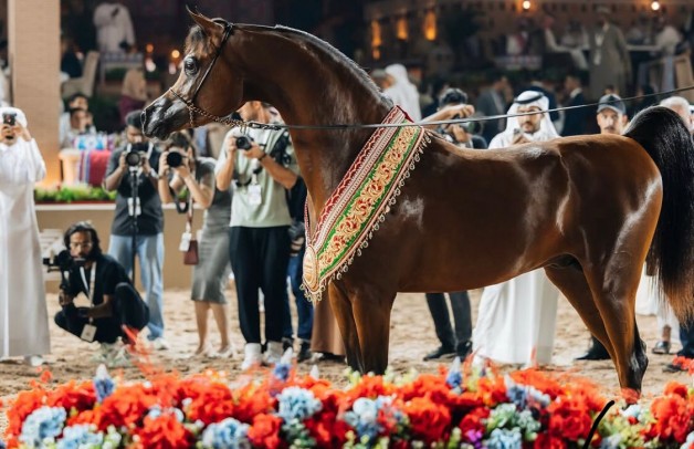 جولة الجياد العربية تعود إلى مسقط مجدداً .. حدث عالمي يجمع الأصاله و الفخامه