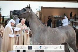 نتائج اليوم الأول لجولة الجياد العربية – مسقط 2026