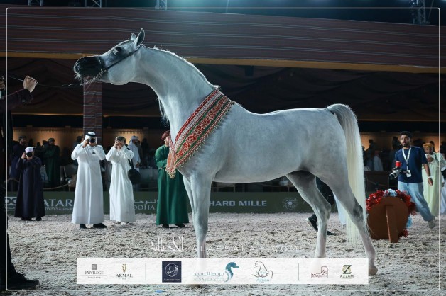 النتائج النهائية بالصور لجولة الجياد العربية – مسقط 2026