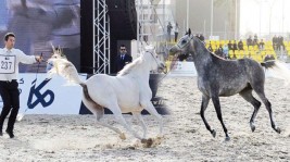 قرار باستئناف تصدير الخيل من الكويت الى الاتحاد الاوربي بعد أن ثبت نهائياً القضاء على مرض الرعام