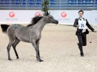 مربطا دبي وعجمان يتقاسمان ذهب «السلالة المصرية»