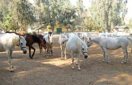 الهيئة الزراعية تنفي انتشار سعار الخيول بمحطة الزهراء