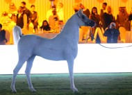 مركز الملك عبدالعزيز ينوه على ضرورة تسجيل العارضين رسمياً للمشاركة في بطولات الـ A والـ Title