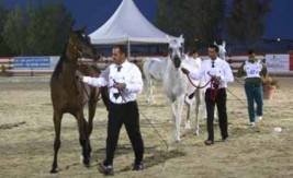 بطولة فيصل بن حمد لجمال الخيل العربية في 24- 25 يناير