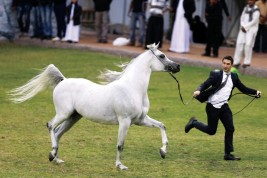 تحت زخات المطر «النعيمي» يشهد ختام بطولة عجمان لجمال الخيل العربية