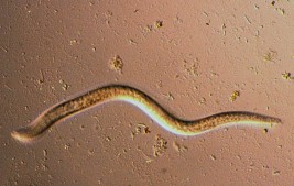 ماذا تعرف عن طفيليات الخيل؟