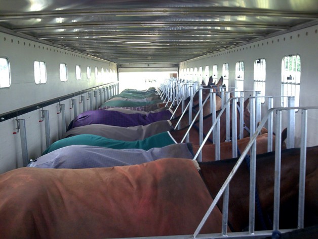 6 ضوابط جديدة لتسهيل مرور الخيل عبر المنافذ السعودية