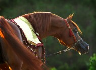 مسار التأليف عن الخيل العربية