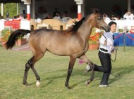 ترقب لبطولة فيصل بن حمد لجمال الخيل العربية للإنتاج المحلي بالبحرين