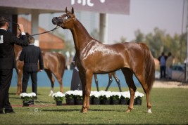 خاص: البطولة الوطنية السادسة لجمال الخيل العربية تقام بـ «الخالدية» في شهر أبريل القادم