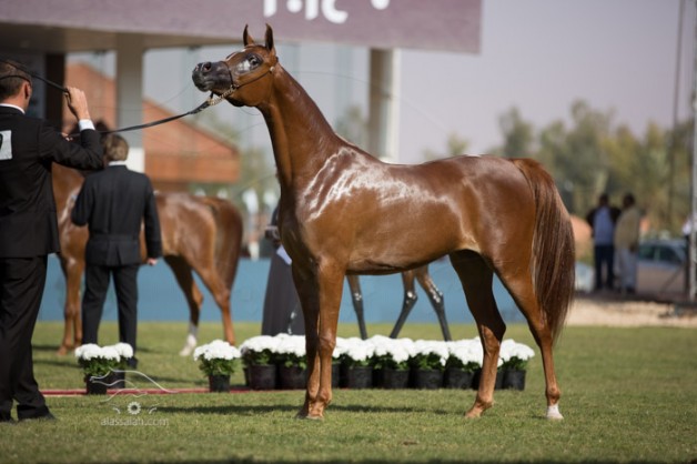 خاص: البطولة الوطنية السادسة لجمال الخيل العربية تقام بـ «الخالدية» في شهر أبريل القادم