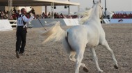 الكويت تنظم مهرجان جمال الخيول العربية الخميس المقبل والمشاركات تتجاوز الـ ٥٠٠ من الخيل
