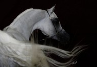 مصر- “الزراعة”: رفع حظر تصدير الخيول المصرية لدول الاتحاد الأوروبى قريبا