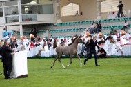بمبيعات قاربت مليونان ونصف ينجح مزاد أبوظبي لجمال الخيول العربية 2014