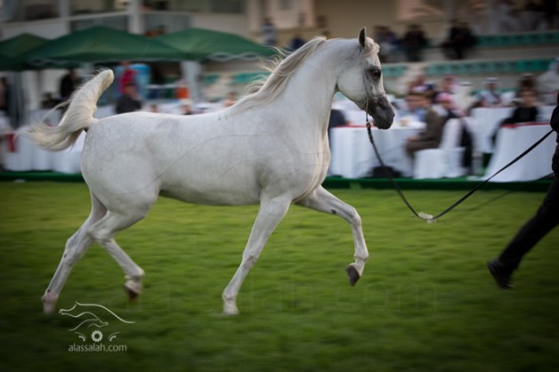 مزاد ابوظبي للخيول العربية   ٢٠١٥ يدشن اليوم
