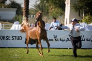 بدء التسجيل ببطولة ابوظبي الدولية لجمال الخيل العربية الأصيلة ٢٠١٥