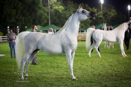 المنظمة العالمية للصحة الحيوانية: الإمارات خالية رسمياً من “مرض طاعون الخيل الإفريقي”