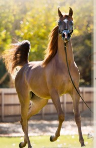 «الزبير» يحقق بطولة المهرات بالنجمة الجديدة «ستار اوف الزبير» في بطولة سكوت سدل بأميركا