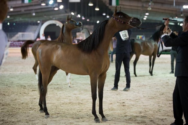 بطولة كأس المربين العرب الثانية للخيول العربية الأصيلة ٢٠١٥ تنطلق اليوم