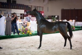 مقتطفات من نهائي بطولة كأس المربين العرب ٢٠١٤ بمنطقة بوذيب بتنظيم «الجواد العربي»