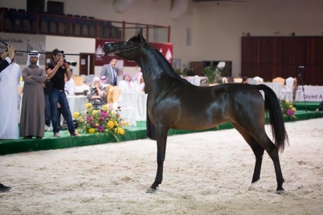 مقتطفات من نهائي بطولة كأس المربين العرب ٢٠١٤ بمنطقة بوذيب بتنظيم «الجواد العربي»