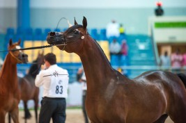 مهرجان الشارقة الدولي السابع عشر للجواد العربي