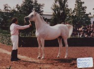 في شهر مايو القادم: روسيا تعرض مهر من إنتاج الفحل “أسوان” الذى أهداه عبد الناصر لـ”خروشوف”