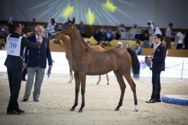 بطولة دبي الدولية