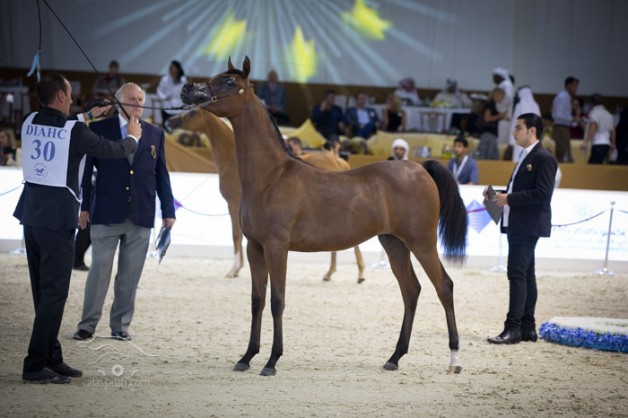 بطولة دبي الدولية