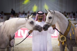 مقتطفات من بطولة دبي الدولية لجمال الجواد العربي ٢٠١٤ من اليوم الأول والثاني