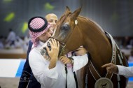 Photo gallery from the finals of Dubai International arabian horses show 2014