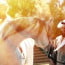 Zen and the Art of Falling in Love with Arabian Horses