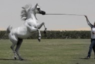 مربط دبي للخيول العربية يفتح أبوابه لضيوف بطولة دبي للجواد العربي